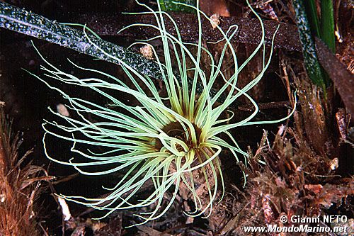 Cerianto (Cerianthus membranaceus)