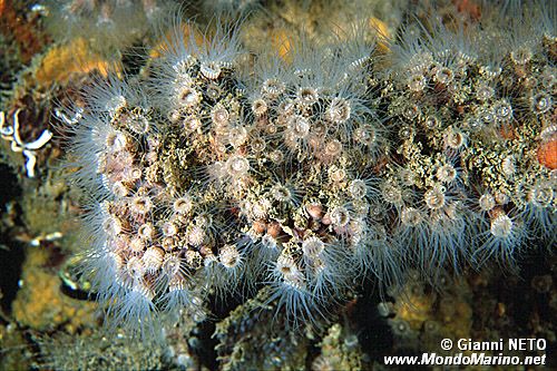 Zoantinario (Epizoanthus arenaceus)