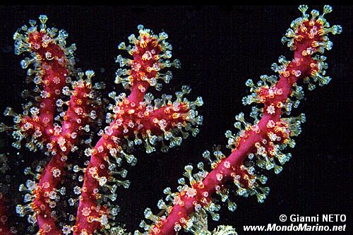 Gorgonia rossa falsa (Parerythropodium coralloides)