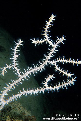 Gorgonia verrucosa (Eunicella verrucosa)