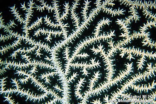 Gorgonia verrucosa (Eunicella verrucosa)