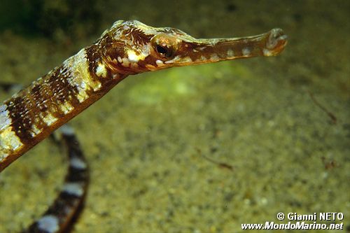 Pesce ago (Syngnathus acus)