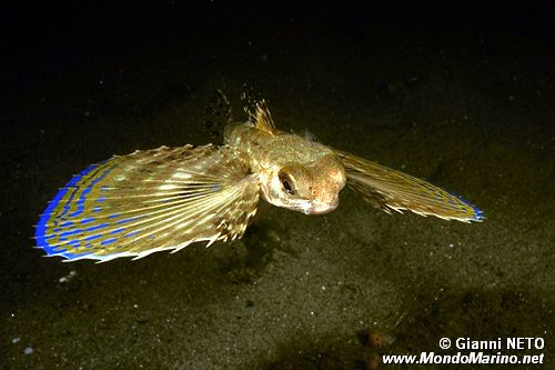 Pesce civetta (Dactylopterus volitans)