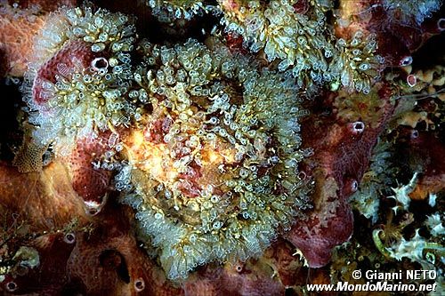 Clavelina nana (Clavelina nana)