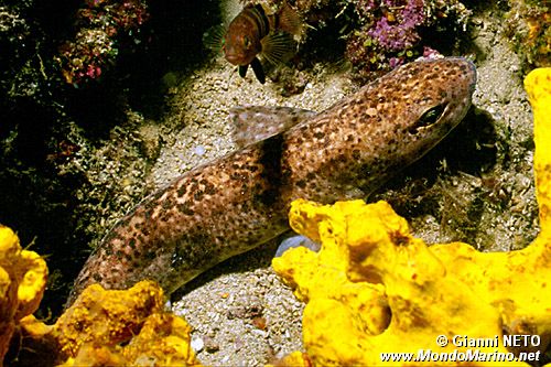 Gattuccio (Scyliorhinus canicula)