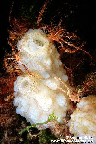 Pigna di mare (Phallusia mammillata)