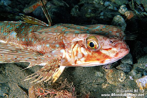 Pesce civetta (Dactylopterus volitans)