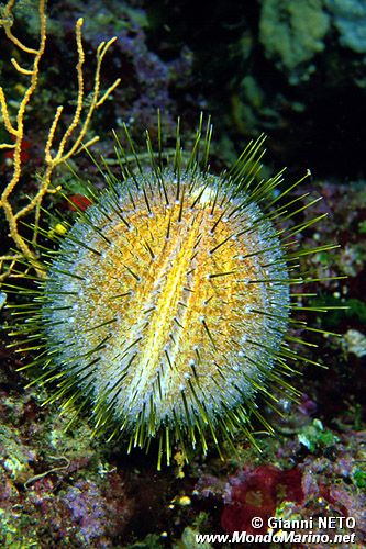 Riccio melone (Echinus melo)