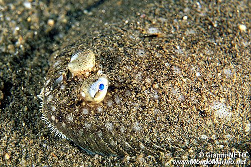 Sogliola (Solea solea)