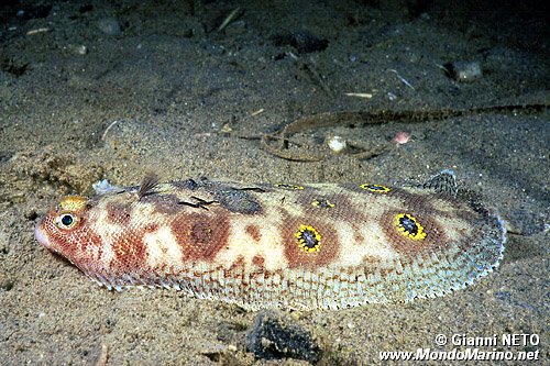 Sogliola occhiuta (Microchirus ocellatus)