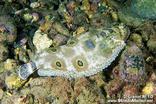Sogliola occhiuta (Microchirus ocellatus)