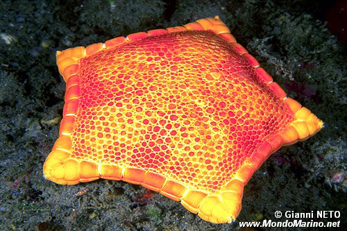 Stella pentagono (Peltaster placenta)
