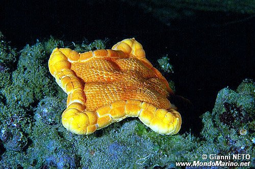 Stella pentagono (Peltaster placenta)