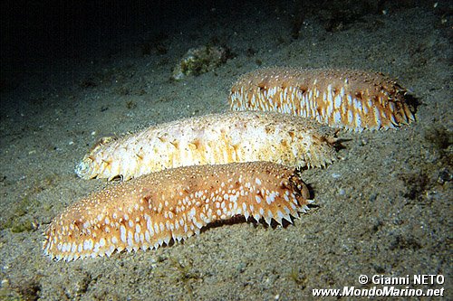 Oloturia (Stichopus regalis)