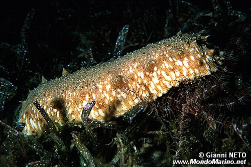 Oloturia (Stichopus regalis)