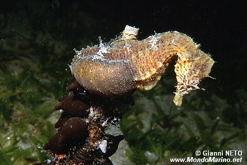 Cavalluccio marino (Hippocampus hippocampus)