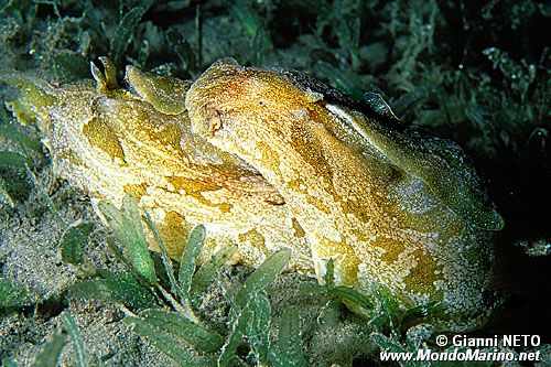Lepre di mare marmoreggiata (Syphonota geographica)