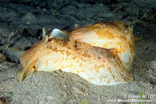 Lepre di mare marmoreggiata (Syphonota geographica)