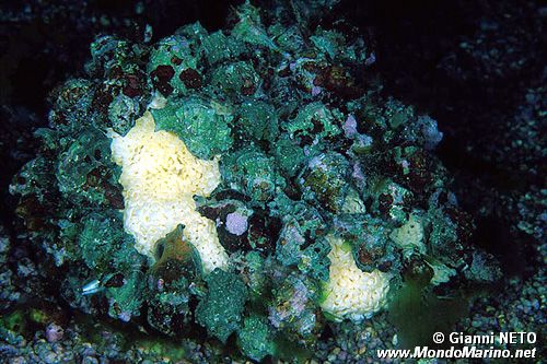 Murice troncato (Hexaplex trunculus)