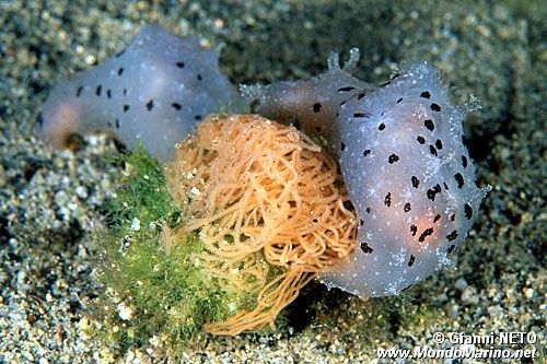 Gasteropode (Notarchus punctatus)