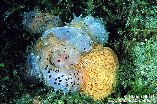 Gasteropode (Notarchus punctatus)