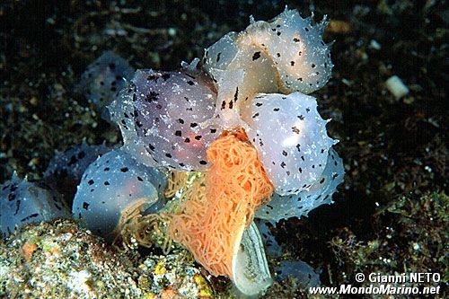 Gasteropode (Notarchus punctatus)