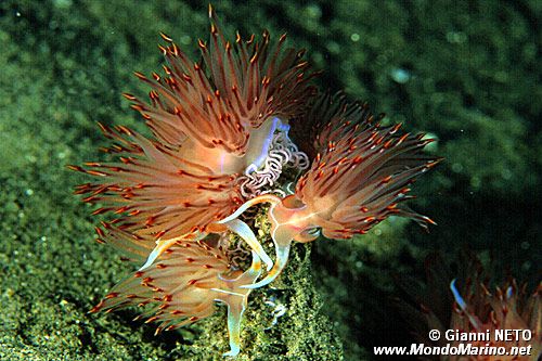 Dondice (Dondice banyulensis)