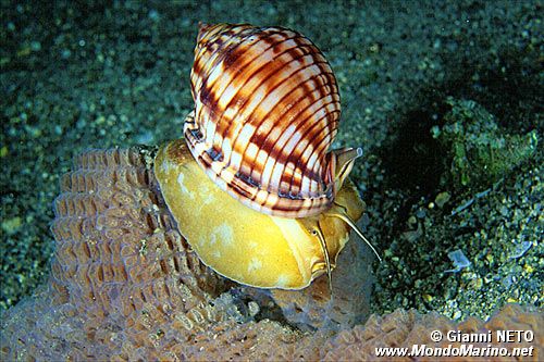 Casside (Phalium granulatum)