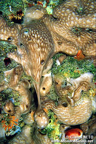 Spugna patata (Chondrosia reniformis)