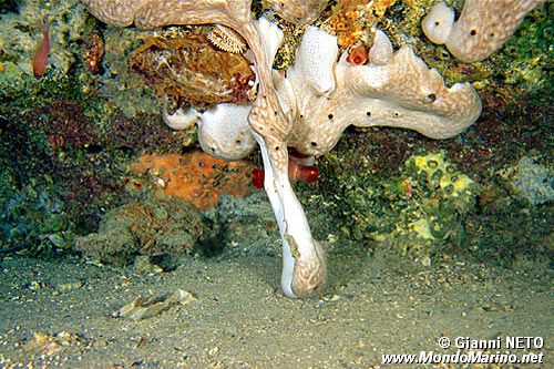 Spugna patata (Chondrosia reniformis)