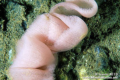 Lumacone tartaruga (Pleurobranchus testudinarius)