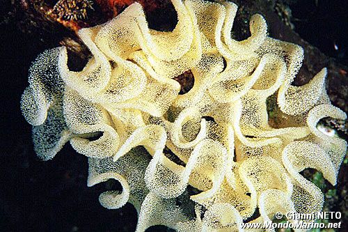 Vacchetta di mare (Discodoris atromaculata)