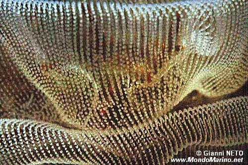 Gasteropode (Uova n.d.)