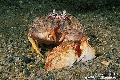 Granchio melograno (Calappa granulata)