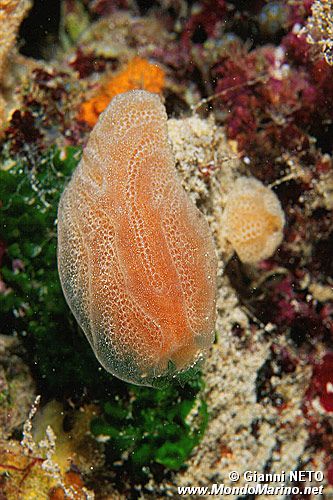 Fragola di mare (Aplidium elegans)