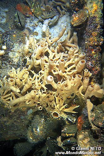 Spugna (Haliclona sp.)