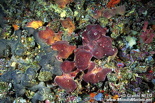 Spugna (Petrosia ficiformis)