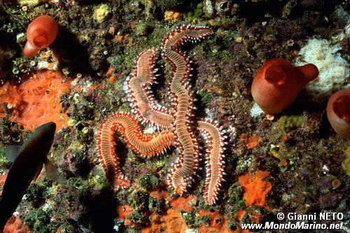 Vermocane (Hermodice carunculata)