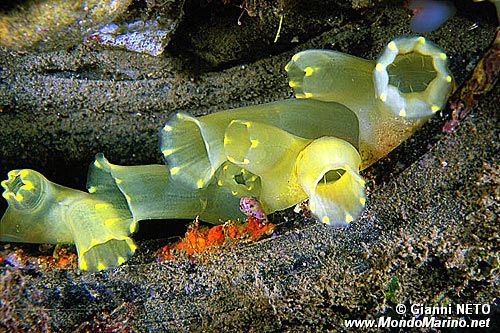 Ascidia lunga (Ciona intestinalis)