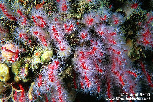 Corallo rosso (Corallium rubrum)