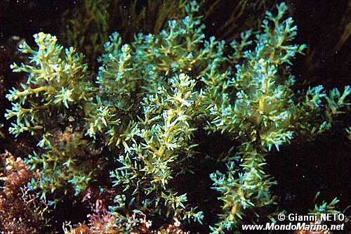 Cistoseira (Cystoseira tamariscifolia)