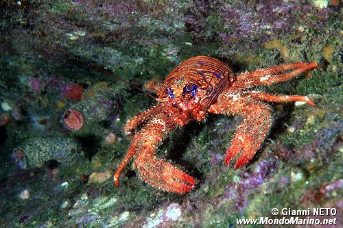 Galatea (Galathea strigosa)