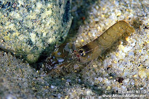 Gambero schioccatore (Alpheus dentipes)