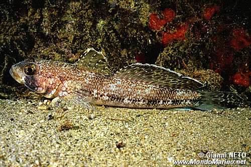 Ghiozzo geniporo (Gobius geniporus)