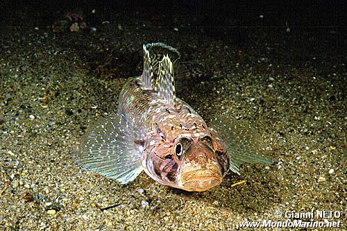 Ghiozzo geniporo (Gobius geniporus)