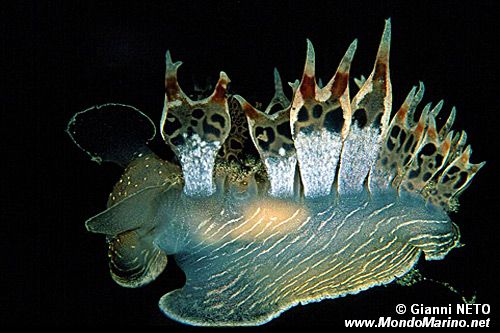 Fimbria (Tethys fimbria)