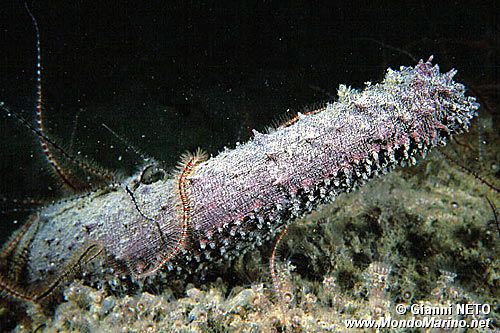 Oloturia (Holothuria tubulosa)