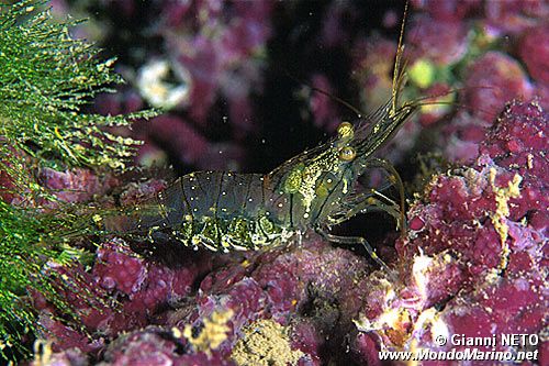 Gamberetto (Palaemon elegans)