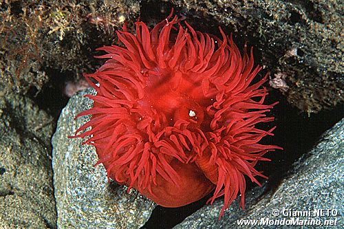 Pomodoro di mare (Actinia equina)