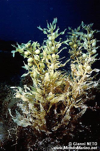 Sargasso (Sargassum vulgare)